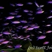 anthias_purple_cc_mb_h_0351_png5969.jpg